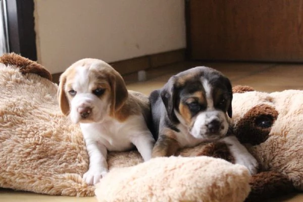 dolci cuccioli di beagle