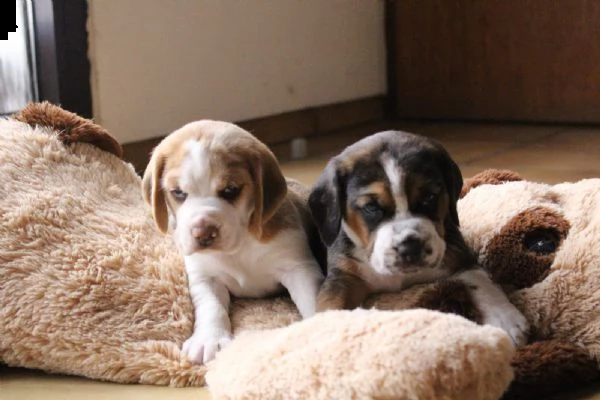 dolci cuccioli di beagle | Foto 0