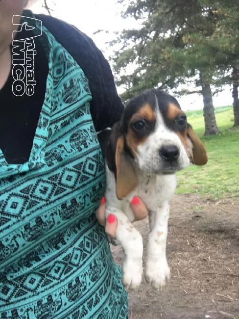 beagle cuccioli splendidi con pedigree