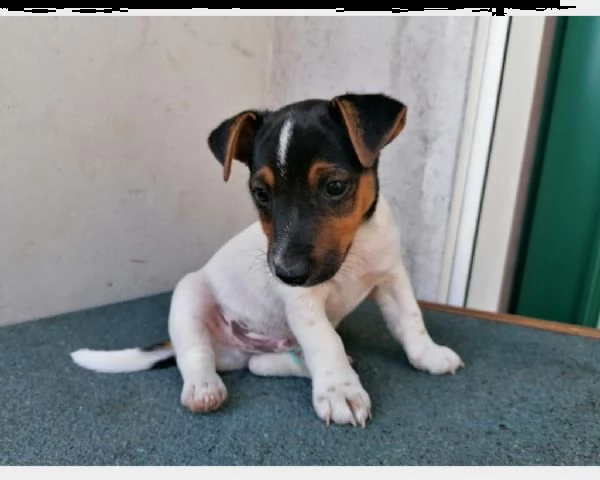 deliziosi cuccioli jack russell