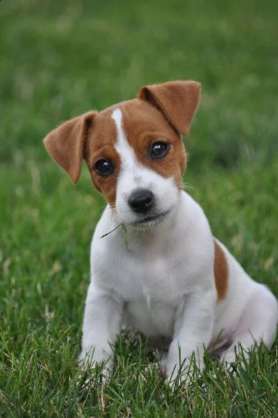 cuccioli jack russell altissima genealogia