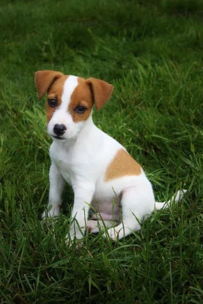 cuccioli jack russell altissima genealogia | Foto 2