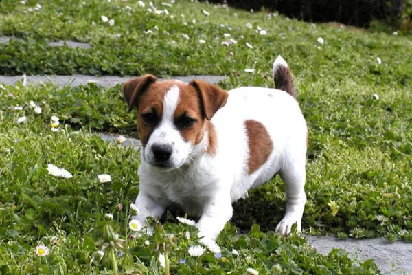 cuccioli jack russell altissima genealogia | Foto 1