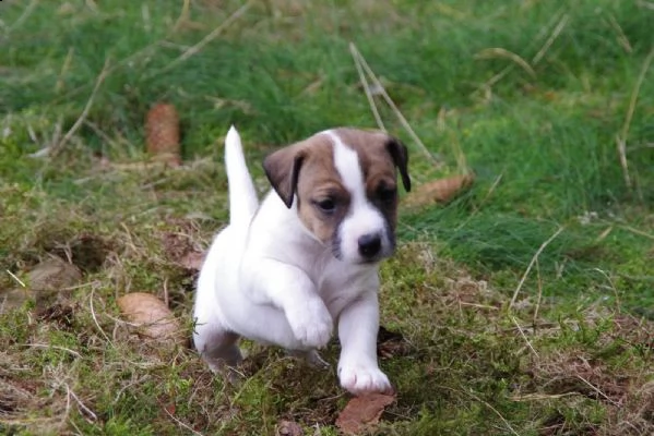 cuccioli jack russell altissima genealogia | Foto 0