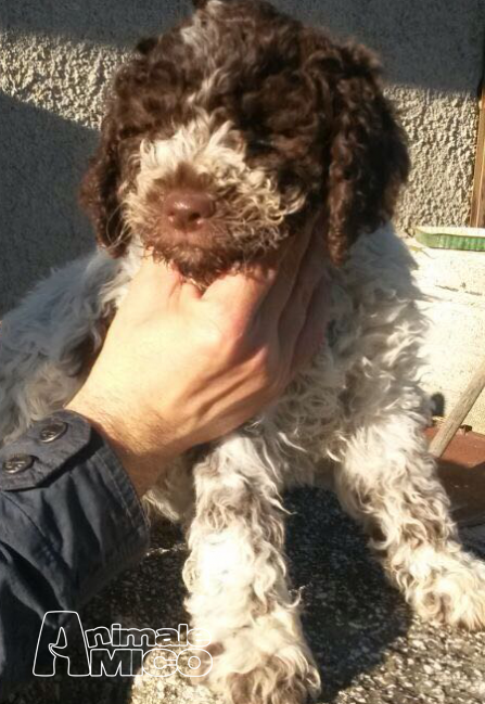 Vendita Cucciolo Lagotto Romagnolo Da Privato A Potenza Cane Da