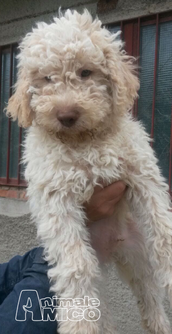 Vendita Cucciolo Lagotto Romagnolo Da Privato A Potenza Cane Da