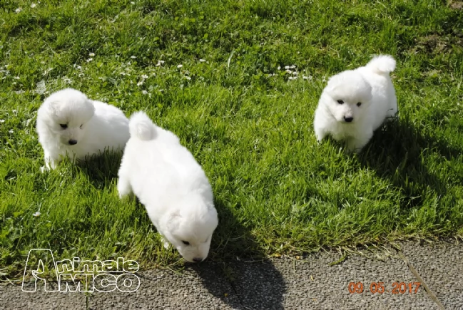 cuccioli di samoiedo 3 mesi con pedigree