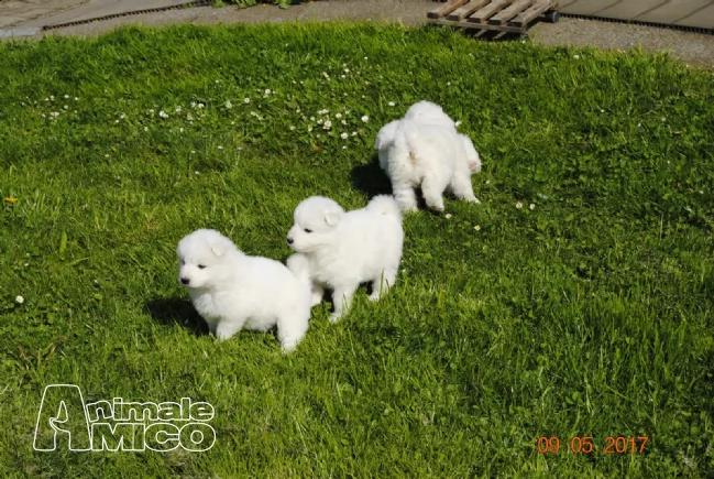 cuccioli di samoiedo 3 mesi con pedigree | Foto 0