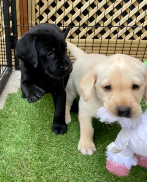 3 bellissima cuccioli di labrador con pedigree