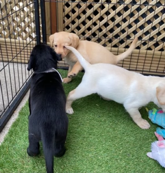 3 bellissima cuccioli di labrador con pedigree | Foto 4