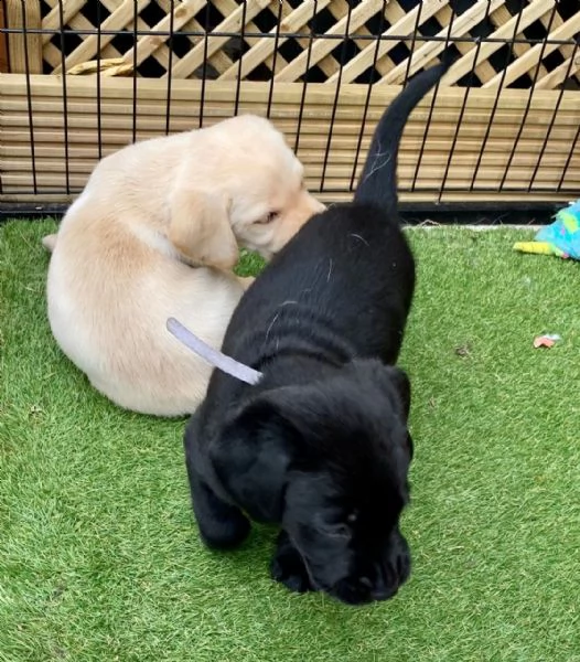 3 bellissima cuccioli di labrador con pedigree | Foto 3