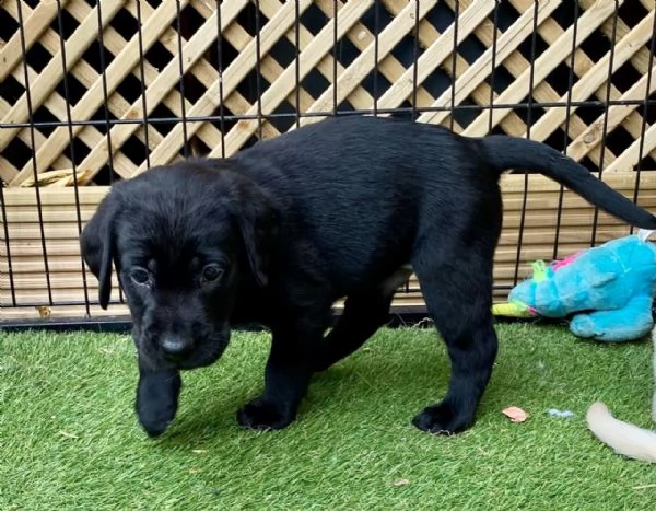 3 bellissima cuccioli di labrador con pedigree | Foto 1