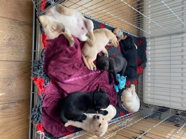 3 bellissima cuccioli di labrador con pedigree | Foto 0
