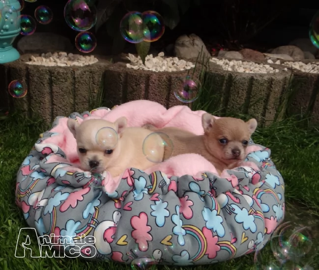 disponibili cuccioli di chihuahua toy mimi