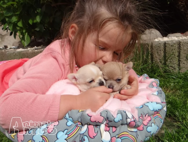disponibili cuccioli di chihuahua toy mimi | Foto 1