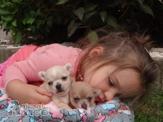 disponibili cuccioli di chihuahua toy mimi | Foto 0