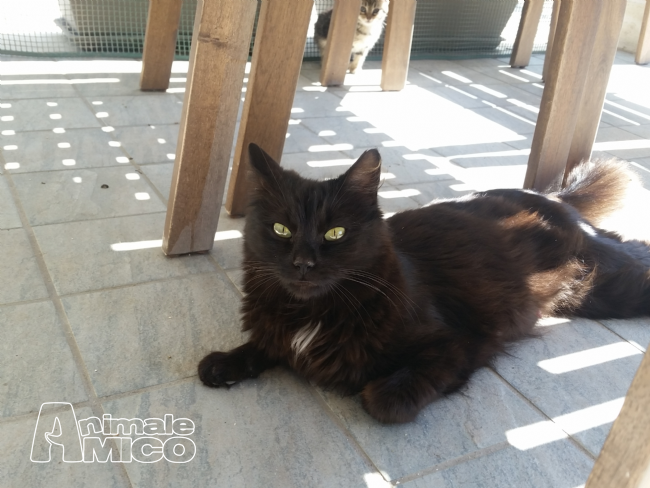Regalo Cucciolo Da Privato A Rm Gattino Nero Pelo Lungo 28052017