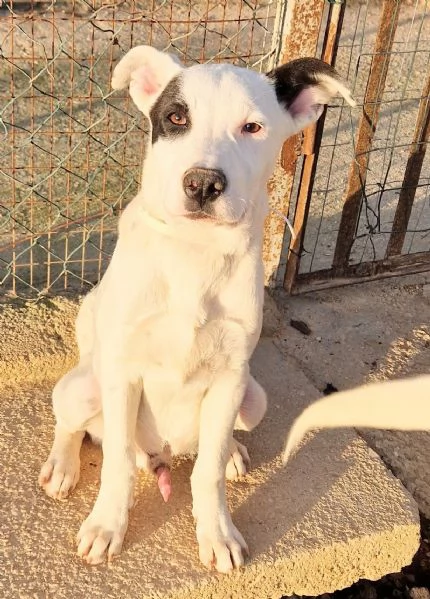 ULTIMOIN ADOZIONE DAL CANILE | Foto 6