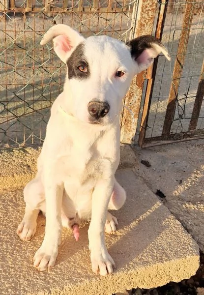 ULTIMOIN ADOZIONE DAL CANILE | Foto 5