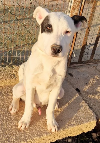 ULTIMOIN ADOZIONE DAL CANILE