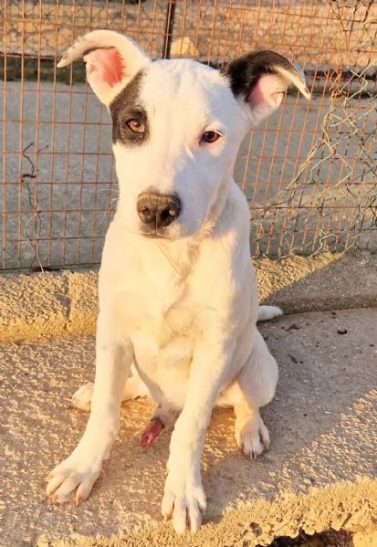 ULTIMOIN ADOZIONE DAL CANILE | Foto 4