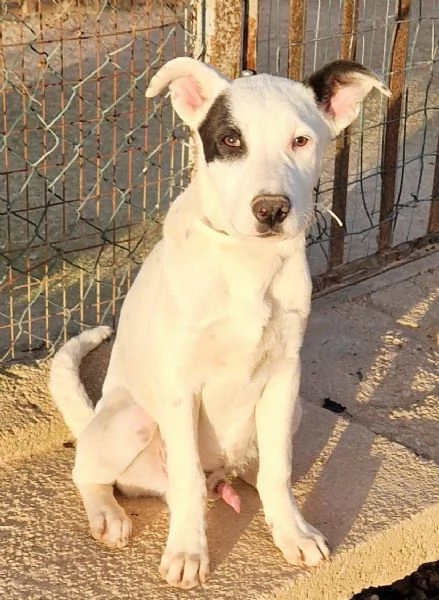 ULTIMOIN ADOZIONE DAL CANILE | Foto 3