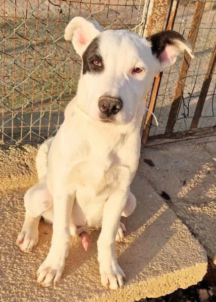 ULTIMOIN ADOZIONE DAL CANILE | Foto 2