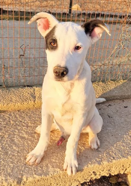 ULTIMOIN ADOZIONE DAL CANILE | Foto 1