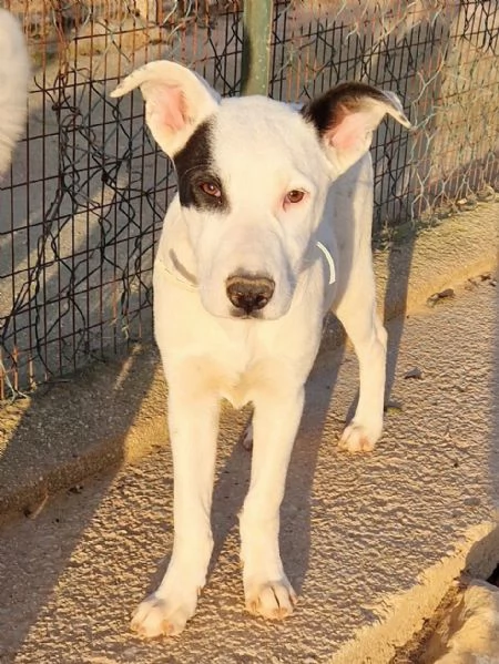 ULTIMOIN ADOZIONE DAL CANILE | Foto 0