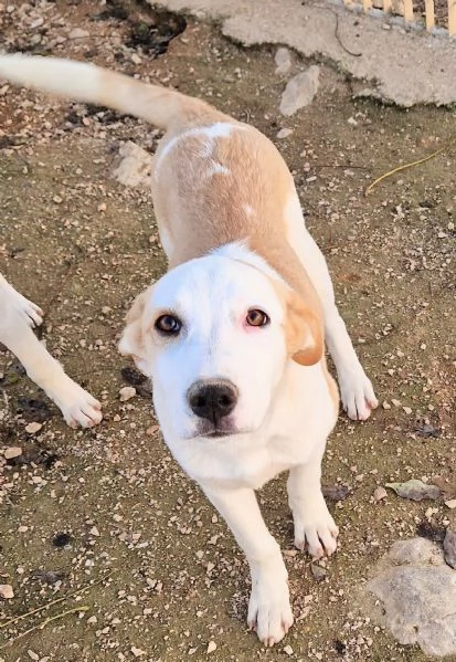 GRETA DEVE USCIRE DAL CANILE | Foto 6