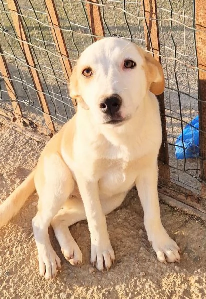 GRETA DEVE USCIRE DAL CANILE | Foto 4