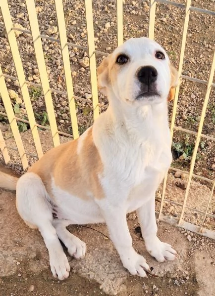 GRETA DEVE USCIRE DAL CANILE | Foto 3