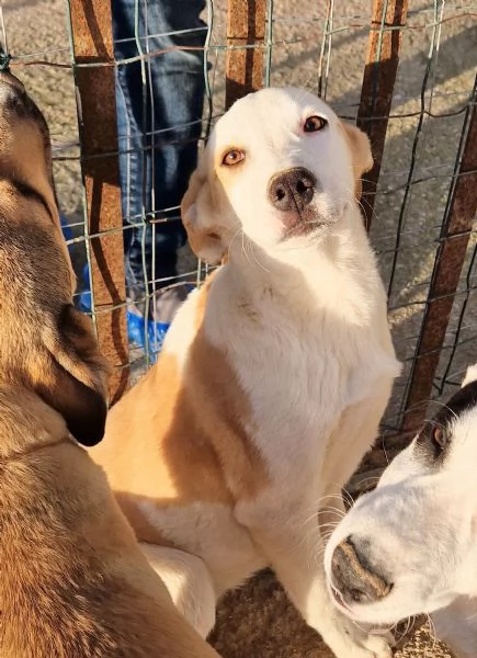 GRETA DEVE USCIRE DAL CANILE