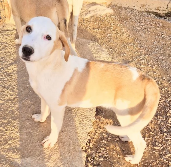 GRETA DEVE USCIRE DAL CANILE | Foto 0