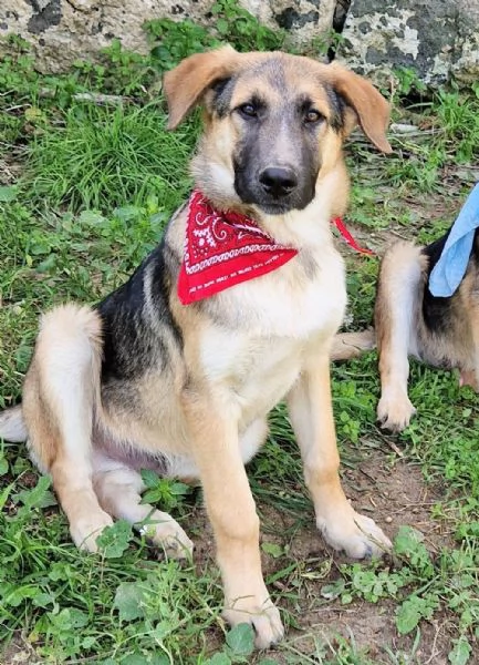 ADOZIONE PER ZAC | Foto 6