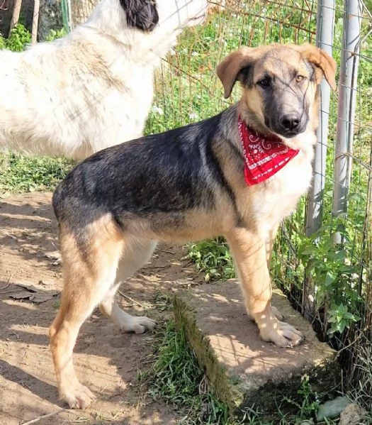 ADOZIONE PER ZAC | Foto 5