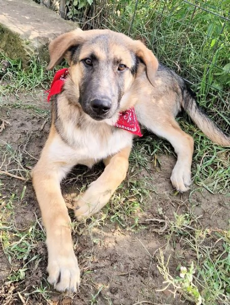 ADOZIONE PER ZAC | Foto 4