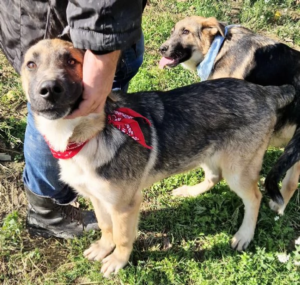 ADOZIONE PER ZAC | Foto 3