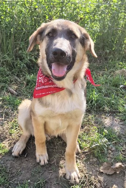 ADOZIONE PER ZAC | Foto 3