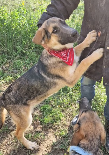 ADOZIONE PER ZAC | Foto 2