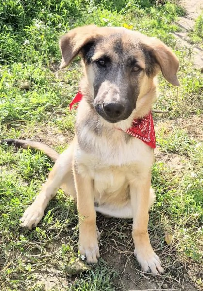 ADOZIONE PER ZAC | Foto 0