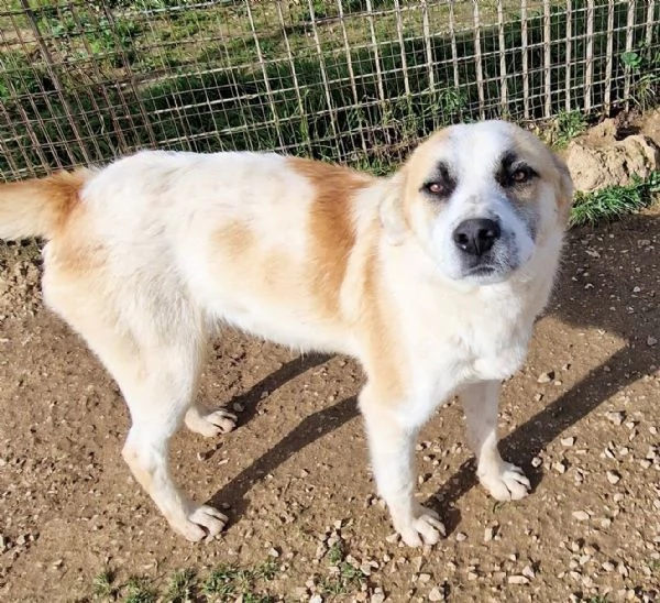 SIMONNESSUNO CHIEDE DI TEIN CANILE