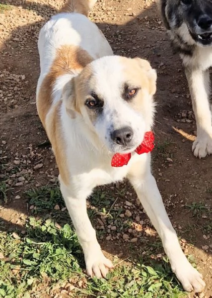 SIMONNESSUNO CHIEDE DI TE