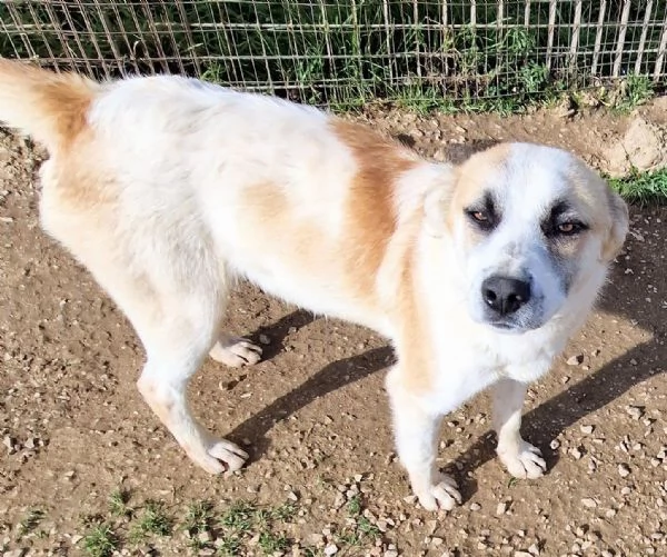 SIMONNESSUNO CHIEDE DI TEIN CANILE | Foto 5