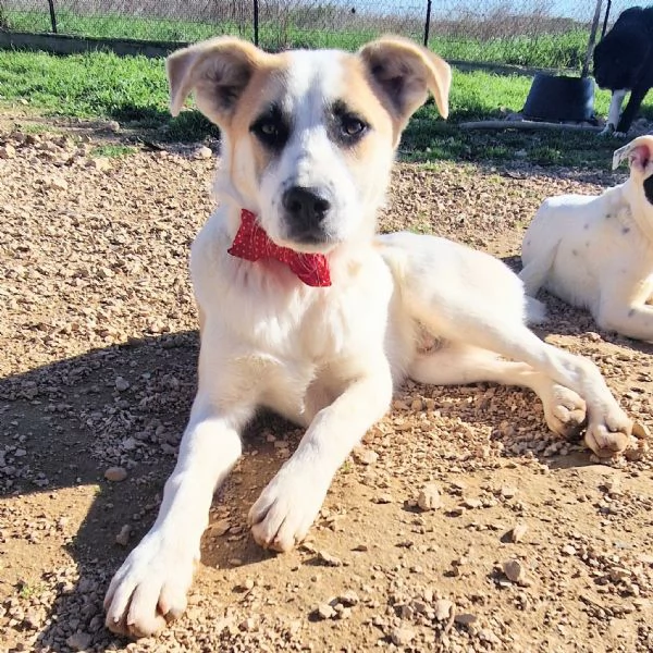 SIMONNESSUNO CHIEDE DI TE | Foto 6