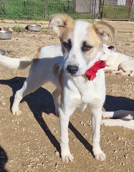 SIMONNESSUNO CHIEDE DI TE | Foto 5