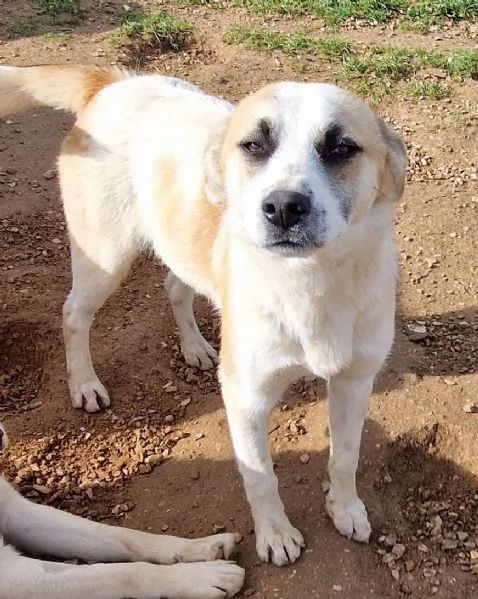 SIMONNESSUNO CHIEDE DI TEIN CANILE | Foto 3