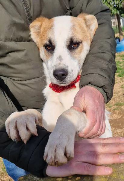 SIMONNESSUNO CHIEDE DI TE | Foto 4