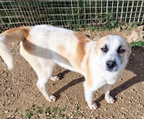 SIMONNESSUNO CHIEDE DI TEIN CANILE | Foto 2