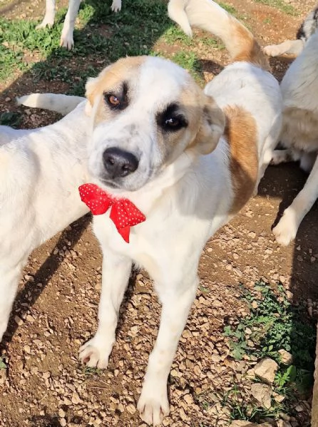 SIMONNESSUNO CHIEDE DI TE | Foto 3